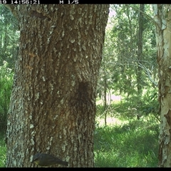 Eopsaltria australis (Eastern Yellow Robin) at Crescent Head, NSW - 19 Jan 2025 by SimonLumsden