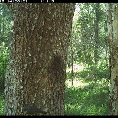 Eopsaltria australis (Eastern Yellow Robin) at Crescent Head, NSW - 19 Jan 2025 by SimonLumsden