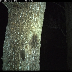 Antechinus stuartii (Brown Antechinus) at Crescent Head, NSW - 24 Jan 2025 by SimonLumsden