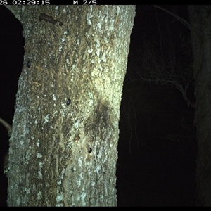 Pseudocheirus peregrinus (Common Ringtail Possum) at Crescent Head, NSW - 26 Jan 2025 by SimonLumsden