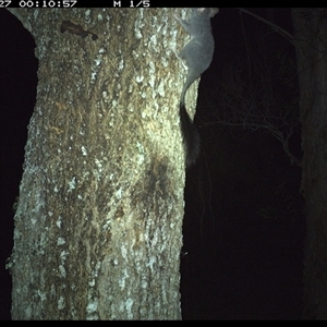 Phascogale tapoatafa (Brush-tailed Phascogale) at Crescent Head, NSW - 27 Jan 2025 by SimonLumsden