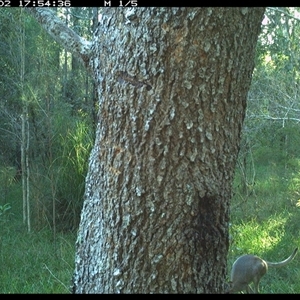 Notamacropus rufogriseus (Red-necked Wallaby) at Crescent Head, NSW - 2 Feb 2025 by SimonLumsden