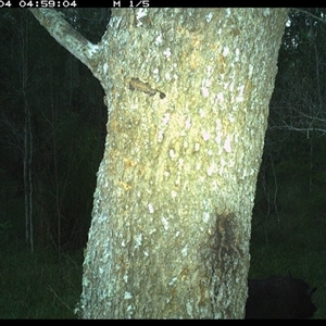 Sus scrofa (Wild Boar, Feral Pig) at Crescent Head, NSW - 4 Feb 2025 by SimonLumsden