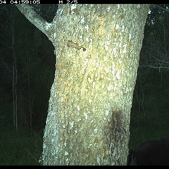 Sus scrofa at Crescent Head, NSW - 4 Feb 2025 04:59 AM