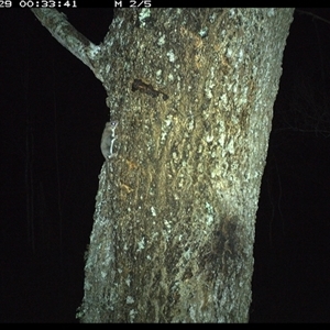 Acrobates pygmaeus (Feathertail Glider) at Crescent Head, NSW - 29 Jan 2025 by SimonLumsden