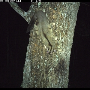 Petaurus norfolcensis (Squirrel Glider) at Crescent Head, NSW - 29 Jan 2025 by SimonLumsden