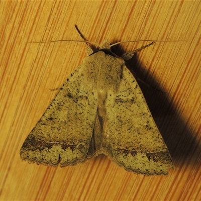 Pantydia sparsa (Noctuid Moth) at Conder, ACT - 24 May 2025 by MichaelBedingfield