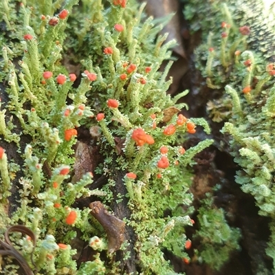 Unverified Lichen, Mosses, Liverworts & Horworts or other Bryophyte at  - suppressed by MazzV