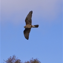 Falco berigora (Brown Falcon) at Cook, ACT - 11 Sep 2025 by PeteRav