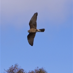Falco berigora (Brown Falcon) at Cook, ACT - 11 Sep 2025 by PeteRav