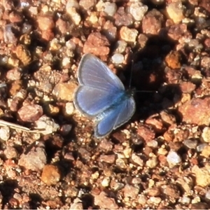 Zizina otis (Common Grass-Blue) at Strathnairn, ACT - 1 Sep 2025 by Jennybach