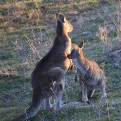 Macropus giganteus (Eastern Grey Kangaroo) at Strathnairn, ACT - 1 Sep 2025 by Jennybach