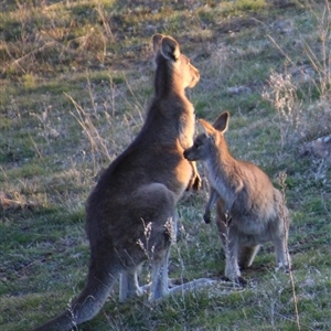 Macropus giganteus (Eastern Grey Kangaroo) at Strathnairn, ACT - 1 Sep 2025 by Jennybach