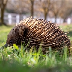 Tachyglossus aculeatus (Short-beaked Echidna) at Wallaroo, NSW - 11 Sep 2025 by Jek