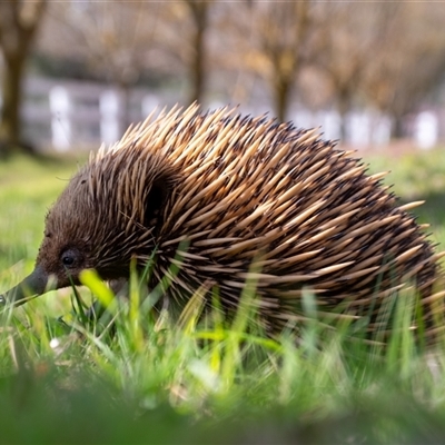 Tachyglossus aculeatus (Short-beaked Echidna) at Wallaroo, NSW - 11 Sep 2025 by Jek
