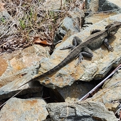 Intellagama lesueurii (Australian Water Dragon) at Queanbeyan East, NSW - 11 Sep 2025 by NathanaelC