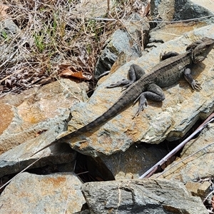 Intellagama lesueurii (Australian Water Dragon) at Queanbeyan East, NSW - 11 Sep 2025 by NathanaelC