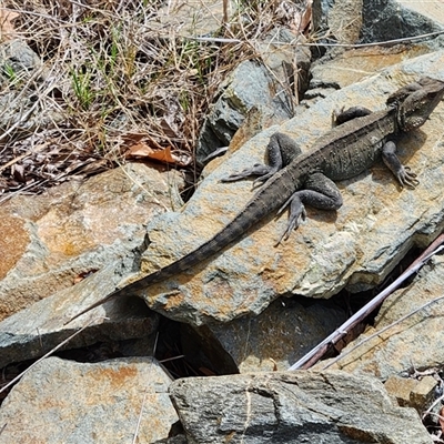 Intellagama lesueurii (Australian Water Dragon) at Queanbeyan East, NSW - 11 Sep 2025 by NathanaelC
