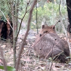 Vombatus ursinus (Bare-nosed Wombat, Common wombat) at Bucketty, NSW - 11 Sep 2025 by MartinPredavec
