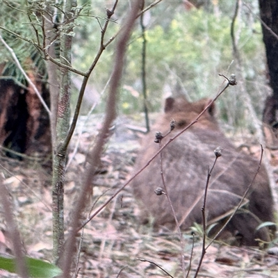 Vombatus ursinus (Bare-nosed Wombat, Common wombat) at Bucketty, NSW - 11 Sep 2025 by MartinPredavec