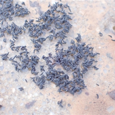 Hypogastrura sp. (genus) (A Springtail) at Throsby, ACT - 11 Sep 2025 by mlech