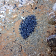 Hypogastrura sp. (genus) at Throsby, ACT - 11 Sep 2025 11:35 AM