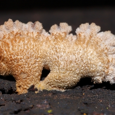 Schizophyllum commune (Split Gill Fungus) at Acton, ACT - 11 Sep 2025 by TimL