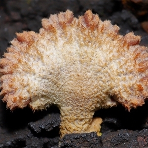 Schizophyllum commune (Split Gill Fungus) at Acton, ACT - 11 Sep 2025 by TimL