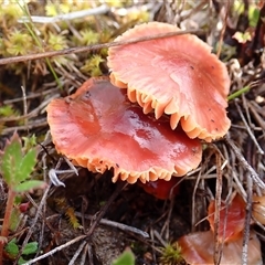 Hygrocybe sp. ‘red’ (A Waxcap) at Throsby, ACT - 11 Sep 2025 by mlech