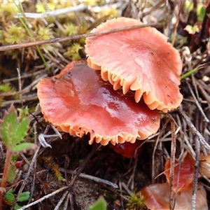 Hygrocybe sp. ‘red’ (A Waxcap) at Throsby, ACT - 11 Sep 2025 by mlech