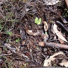 Eriochilus sp. (A Bunny Orchid) at Sutton, NSW - 11 Sep 2025 by mlech