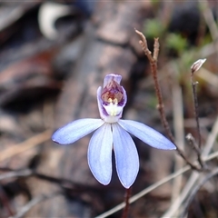 Caladenia caerulea (Blue Fingers, Blue Fairies) at Throsby, ACT - 11 Sep 2025 by mlech
