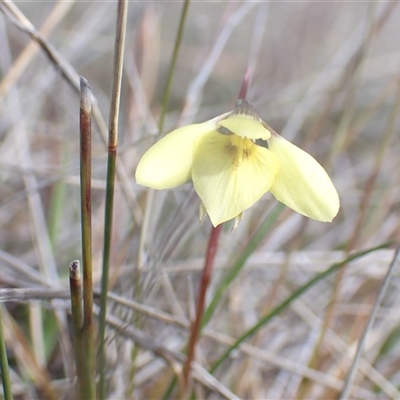 Diuris chryseopsis (Golden Moth) at Throsby, ACT - 11 Sep 2025 by mlech