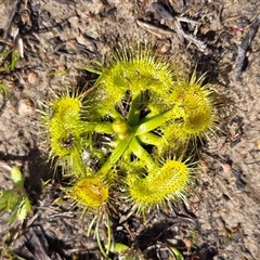 Drosera (genus) (A Sundew) at Mawson, ACT - 11 Sep 2025 by Mike