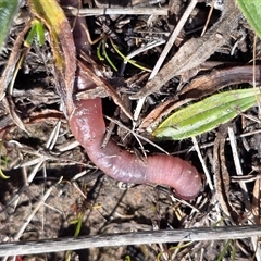 Oligochaeta (class) (Unidentified earthworm) at Mawson, ACT - 11 Sep 2025 by Mike