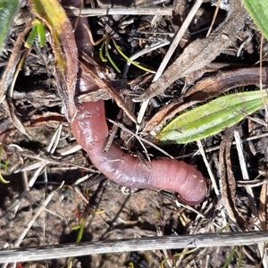 Oligochaeta (class) (Unidentified earthworm) at Mawson, ACT - 11 Sep 2025 by Mike