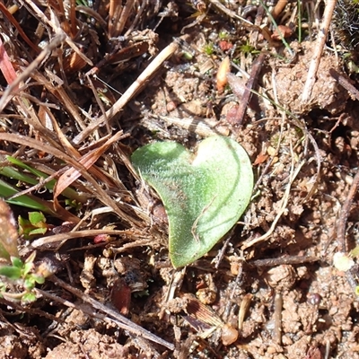 Eriochilus cucullatus (Parson's Bands) at Throsby, ACT - 11 Sep 2025 by mlech
