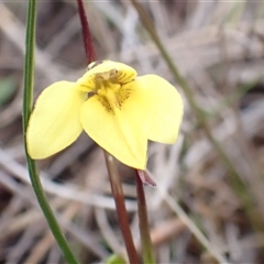Diuris chryseopsis (Golden Moth) at Sutton, NSW - 11 Sep 2025 by mlech