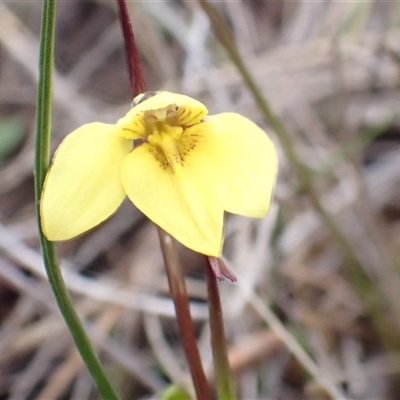 Diuris chryseopsis (Golden Moth) at Sutton, NSW - 11 Sep 2025 by mlech