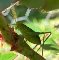 Caedicia simplex (Common Garden Katydid) at Canyonleigh, NSW - 11 Sep 2025 by blacksheep