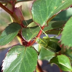 Caedicia simplex at Canyonleigh, NSW - 11 Sep 2025 01:50 PM