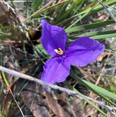 Patersonia (genus) at Canyonleigh, NSW - 9 Sep 2025 by blacksheep