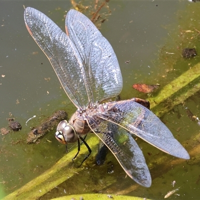 Anax papuensis (Australian Emperor) at West Wodonga, VIC - 11 Sep 2025 by KylieWaldon