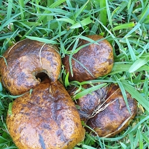 bolete by MazzV
