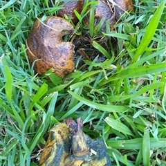 bolete at suppressed - suppressed