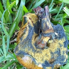 bolete at suppressed - suppressed