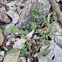 Daucus glochidiatus (Australian Carrot) at Symonston, ACT - 11 Sep 2025 by Mike