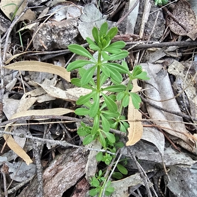 Galium aparine (Goosegrass, Cleavers) at Symonston, ACT - 11 Sep 2025 by Mike