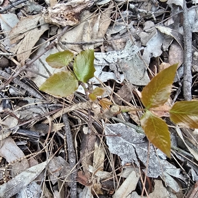 Berberis aquifolium (Oregon Grape) at Symonston, ACT - 11 Sep 2025 by Mike