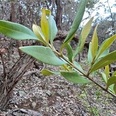 Olea europaea subsp. cuspidata (African Olive) at Symonston, ACT - 11 Sep 2025 by Mike
